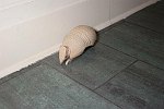 Armadillo